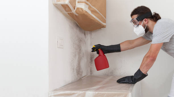 Professional Black Mold Removal technician working in Lowell, OR