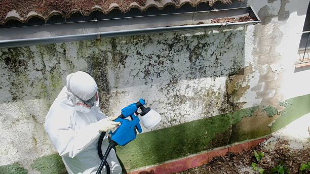 Trusted Black Mold Removal service in Lowell, OR - Cheap Mold Removal